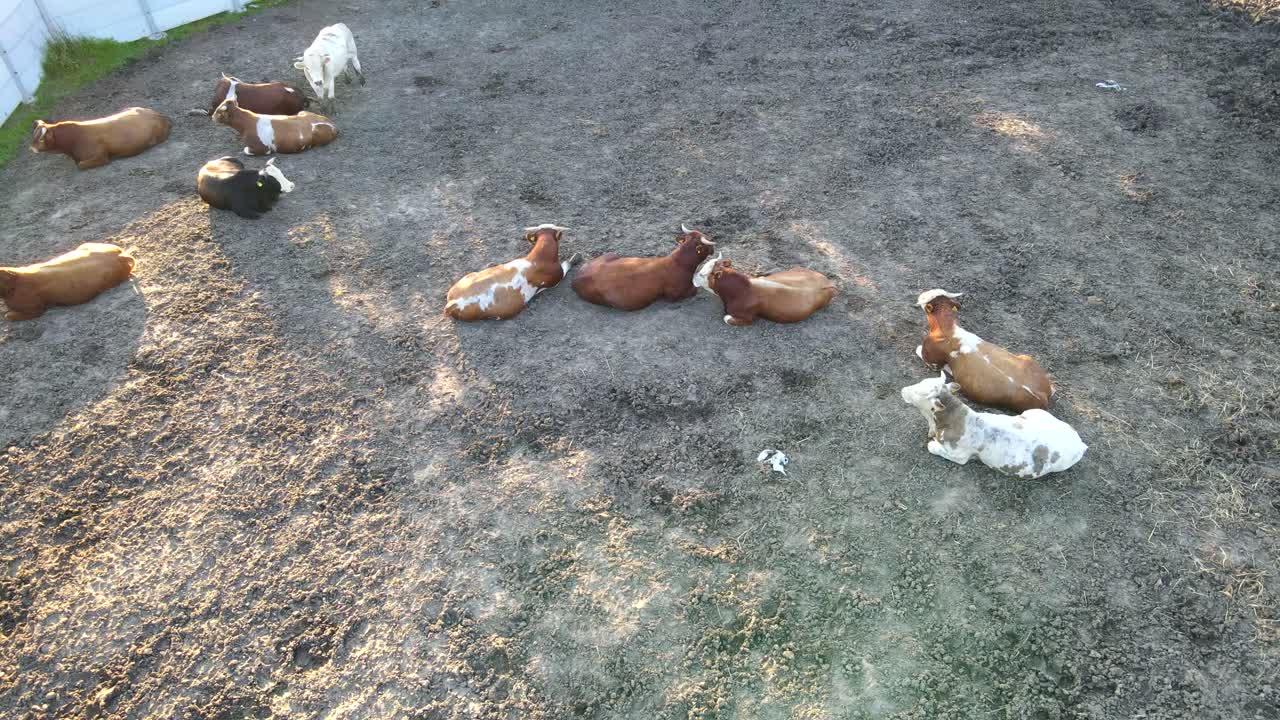 지상에서 휴식을 취하는 소의 평면도