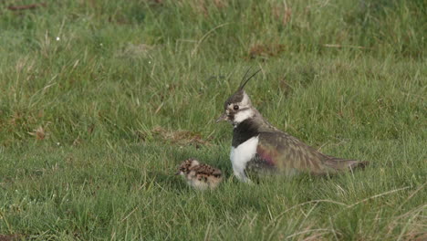 lapwing adult female brooding chicks, standing to reveal them from under breast