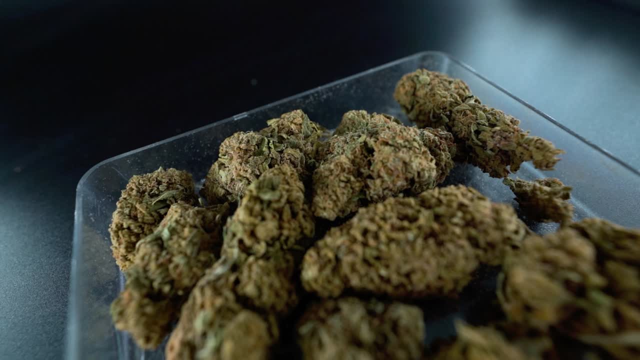 대마초 식물, 명확한 접시에 대마초 꽃, 하이브리드 품종, 인디카 및 사티바, 120fps 느린 동작 풀 hd, 영화 스튜디오 조명