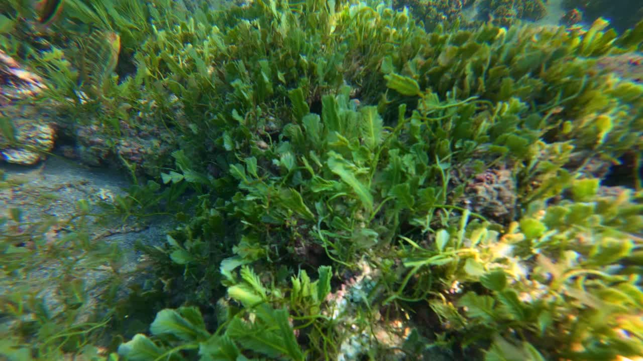 Explore the lush underwater flora in Tenacatica, Jalisco, Mexico. Clear waters reveal vibrant sea plants and unique marine life. Captured in natural daylight, offering a serene aquatic ambiance