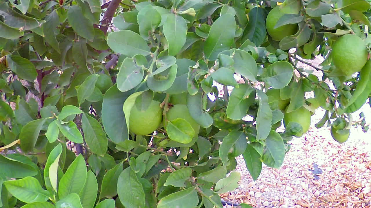 limones verdes en el campo