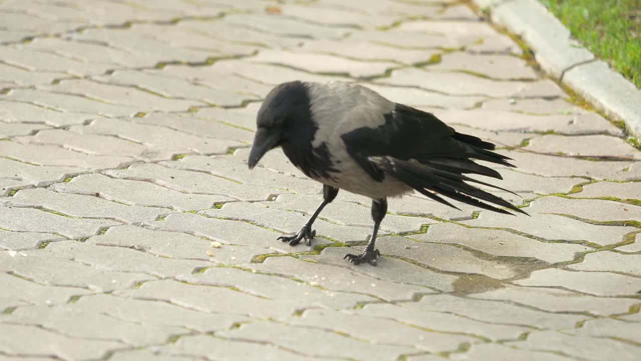 자갈길에 있는 회색 까마귀