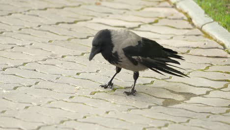 grey crow on cobblestone path