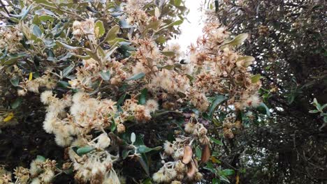 un árbol de algodón en un día ventoso