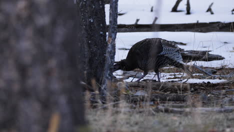 los pavos salvajes buscan comida en un bosque cubierto de nieve