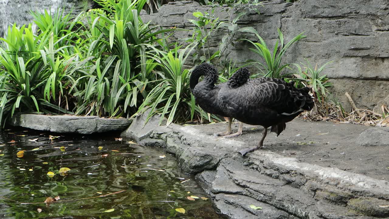 Black Swans by a Pond