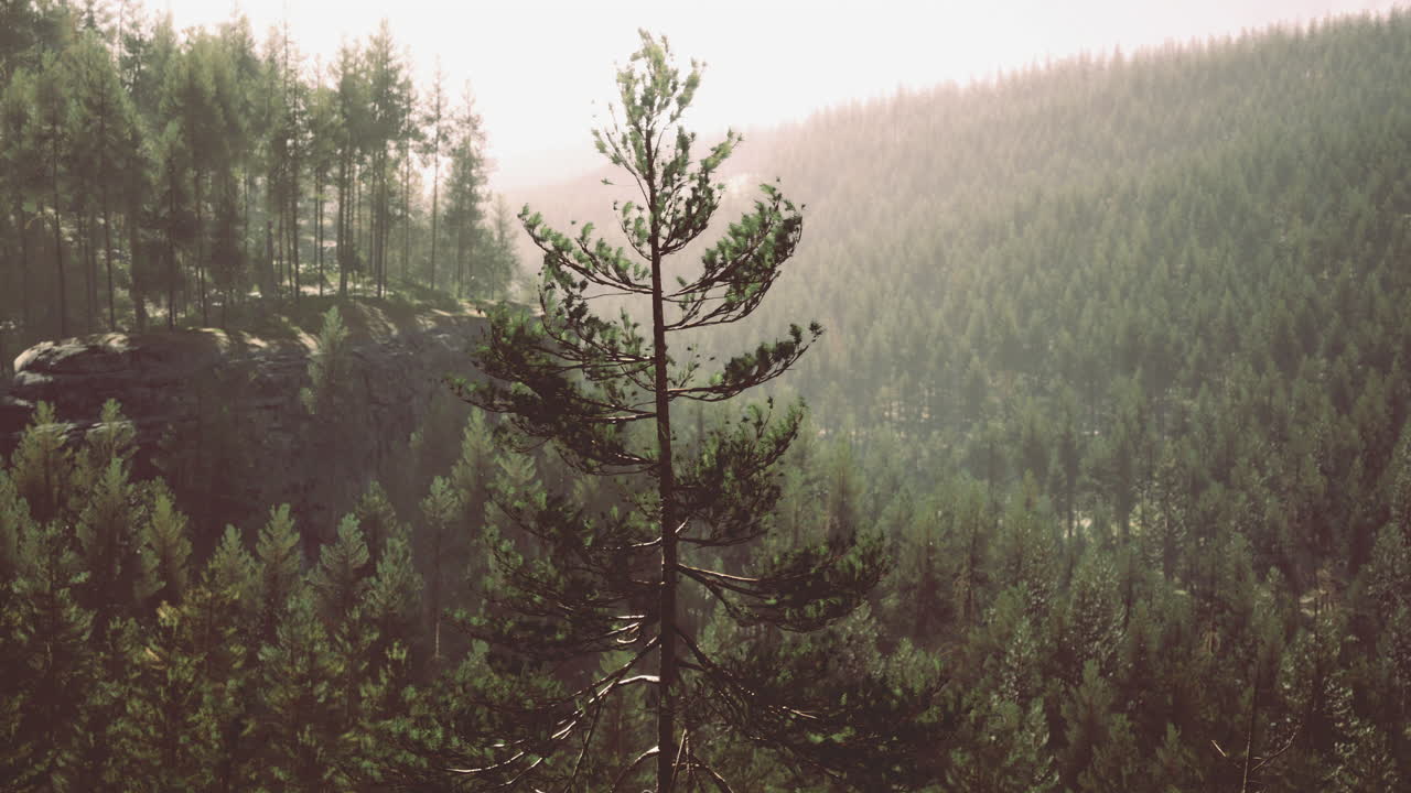 Serene morning fog enveloping a forest with a lone tree standing tall
