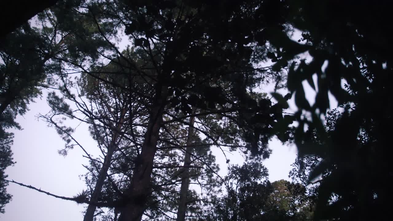 일몰 동안 나무 꼭대기를 부는 바람