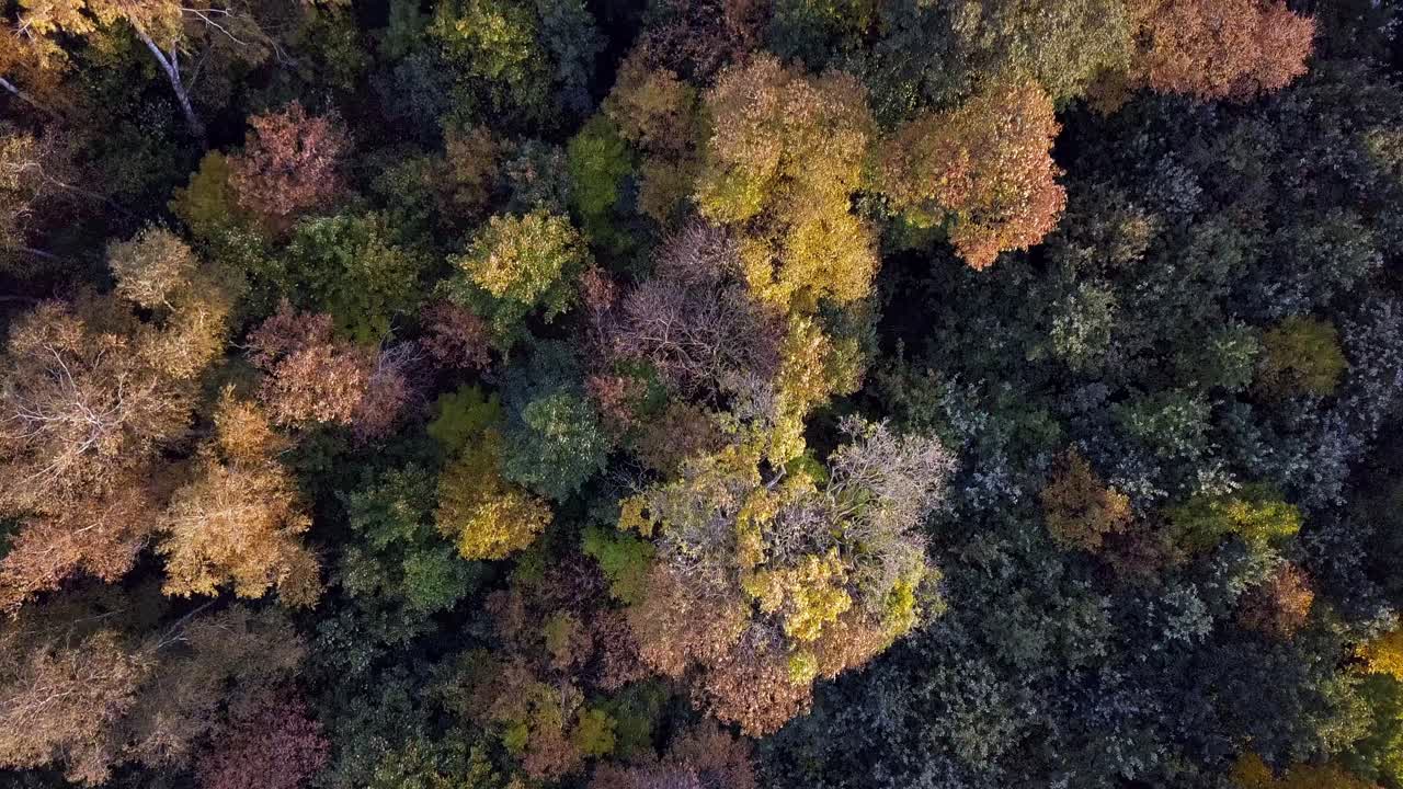 Drone shot of trees in the park