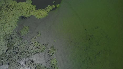 Green-Lush-Wetlands-On-Freshwater-Lake-In-Skadarsko-Jezero,-Montenegro