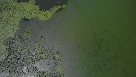 humedales verdes en el lago de agua dulce en skadarsko jezero, montenegro