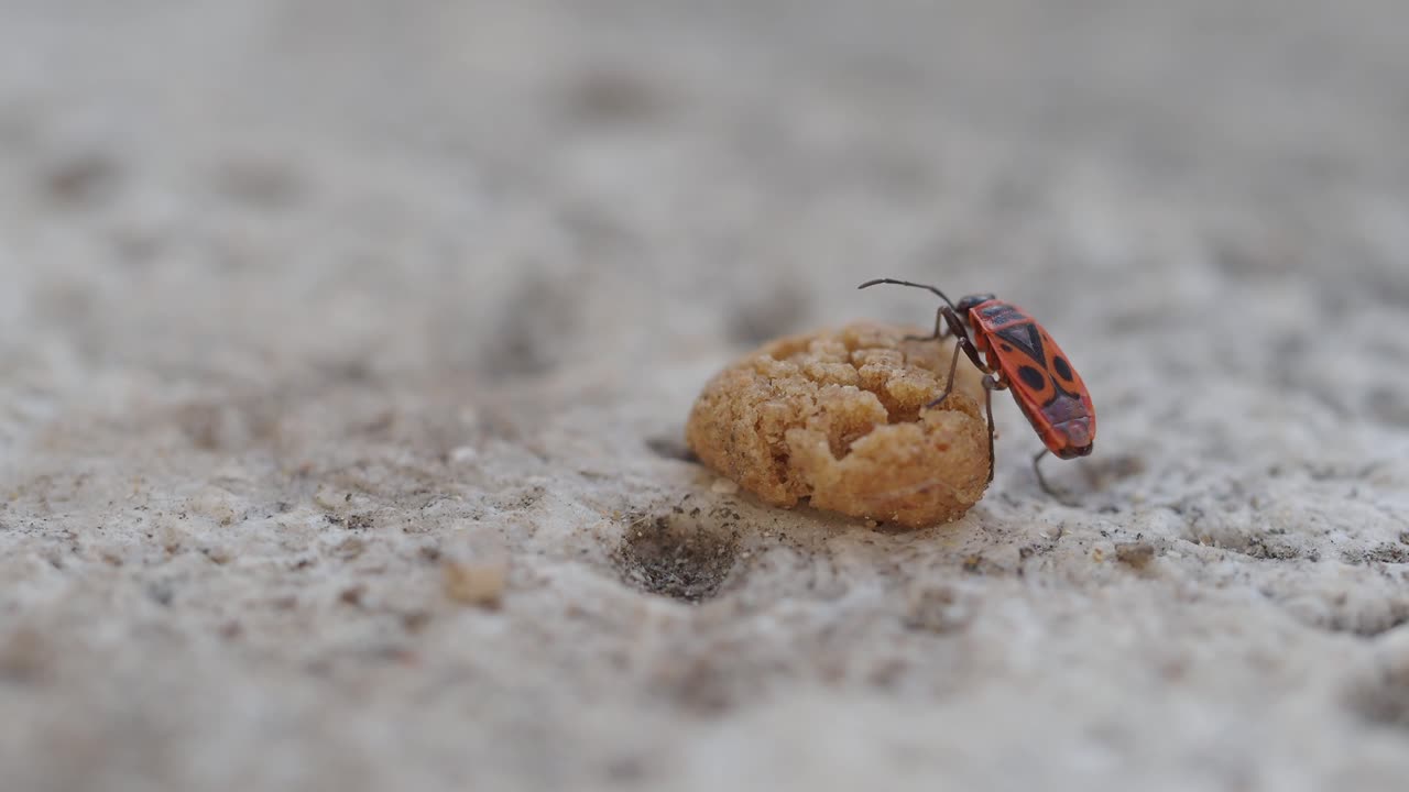 A firebug insect on a piece of food on a stone surface