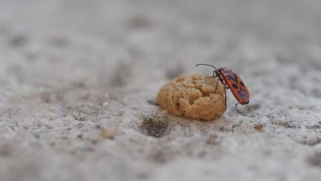 a firebug insect on a piece of food on a stone surface