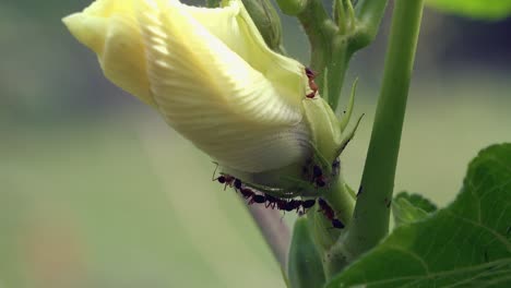 grandi formiche tessitrici rosse che esplorano un fiore bianco su una pianta verde