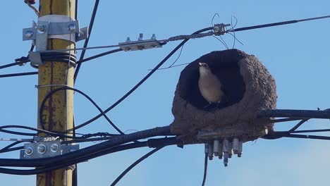 rufous hornero (furnarius rufus) uses its beak to build its clay nest on power lines