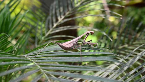 mantis de pavo real salvaje, pseudempusa pinnapavonis, se camufló en hojas de palma que revoloteaban mientras esperaba pacientemente a una presa desprevenida en un ecosistema tropical natural, en tailandia, asia