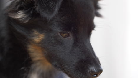 close-up shot of a black puppy's eyes and face looking here and there sitting in the isolated white background