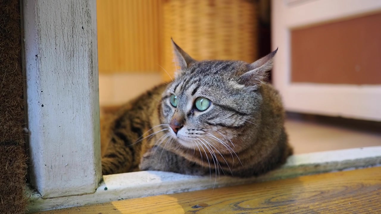 Gatto soriano che riposa su pavimento in legno in un interno domestico