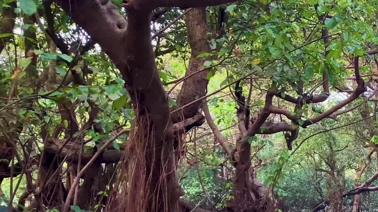 Thousand year old trees in the dense Amazon forest