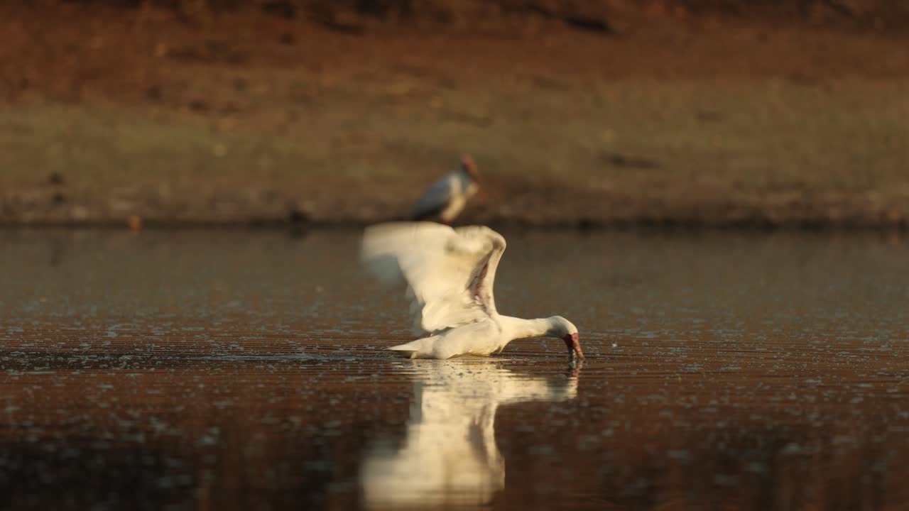 Wide shot of an African spoonbill fishing with its beak under water and walking through the river while flapping its wings, Mana Pools Zimbabwe