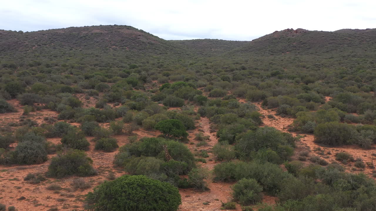 Cute giraffe hiding in the bushes wild life South Africa aerial shot