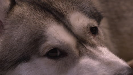 extreme close up: adorable face and eyes of cute husky dog lying down