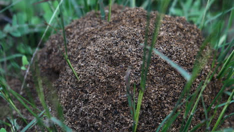 this is a video of a fire ant nest after a rain in texas