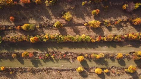 Tiro-De-Dron-Deslizante,-Vista-Superior,-De-Coloridos-árboles-De-Otoño,-En-Un-Día-Soleado