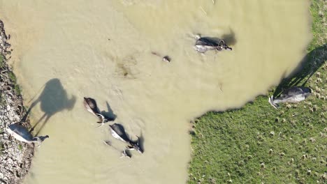 aerial footage of a wild buffalo swimming peacefully in water