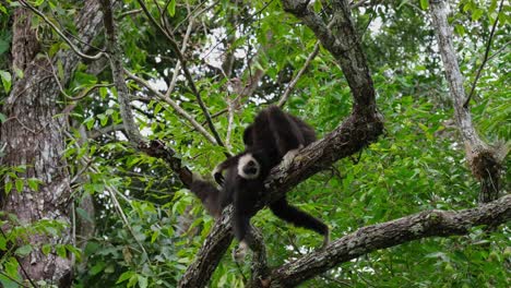 Der-Weißhandgibbon-Hylobates-Lar,-Thailand,-Streichelt-Dieses-Junge-Individuum,-Während-Ein-Elternteil-Sein-Kind-Streichelt,-Während-Es-Auf-Einem-Ast-Ruht