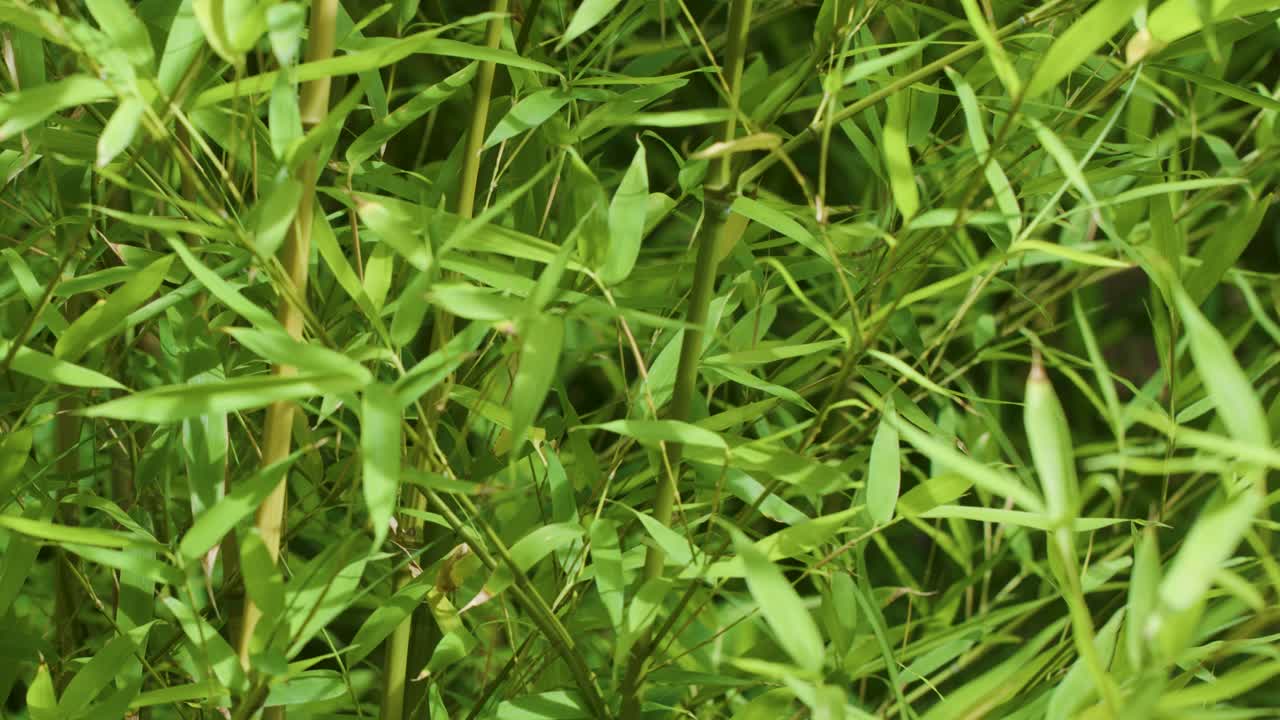 Lush bamboo plants sway softly in natural daylight, close-up view, subtle camera movement
