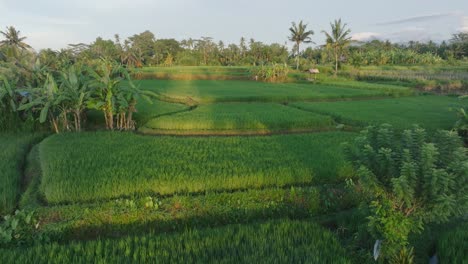 Luftaufnahme-Einer-Drohne-über-Reisfeldern-Bei-Sonnenaufgang-In-Ubud,-Bali-Mit-Palmen-Am-Horizont