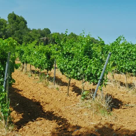 Hileras-De-Viñedos-En-Un-Día-De-Verano-En-Cataluña,-España-3