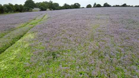 Echium-crop-in-farm-fields-England-drone-footage-low-over-angle