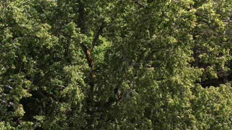 Aerial-view-of-Diklu-Stage-in-Dikli-village,-showcasing-the-open-air-performance-venue-surrounded-by-lush-greenery-and-nearby-buildings