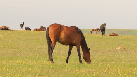 Caballos-Pastando-En-Un-Prado-Verde-En-Un-Paisaje-De-Montaña.