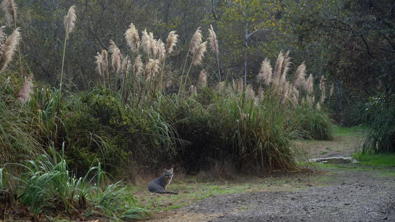 Black Fox standing scratching itch tall grass Redwoods Forest Sinkyone Wilderness Mendocino Lost Coast Trail Northern California Jones USAL Beach Campground untouched deep forest static shot