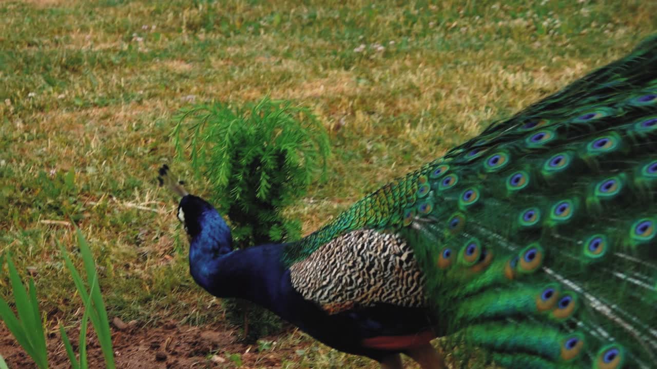 primer plano de la cabeza de un pavo real azul adulto
