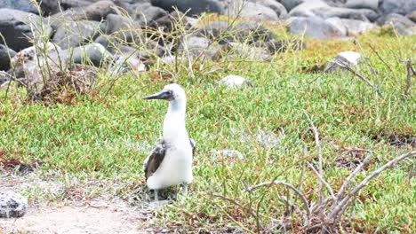 juvenile blue-footed booby looking around near the beach in punta pitt, san cristobal, galapagos, ecuador