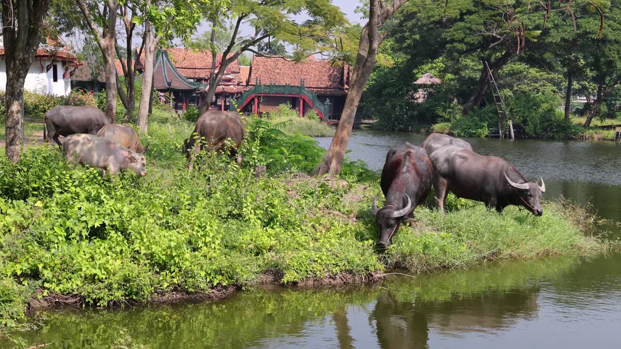 Một đàn voi đang kiếm ăn gần một cái ao thanh bình