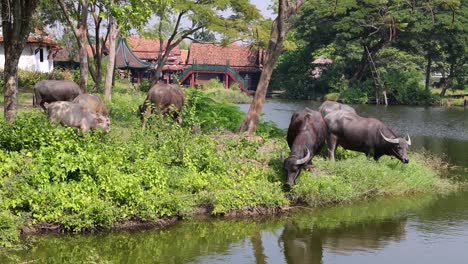 a herd of elephants feeding near a tranquil pond