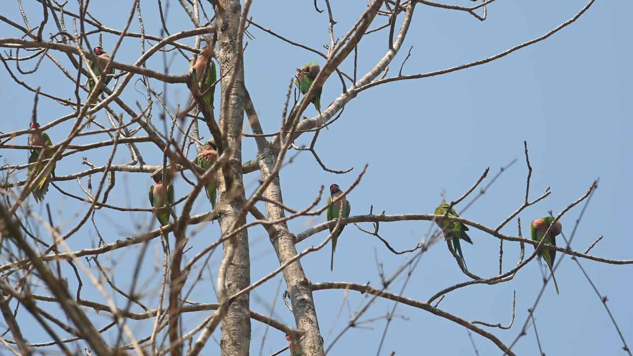 periquito de pecho rojo, psittacula alexandri, rebaño posado en ramas desnudas un día de verano, santuario de vida silvestre huai kha khaeng