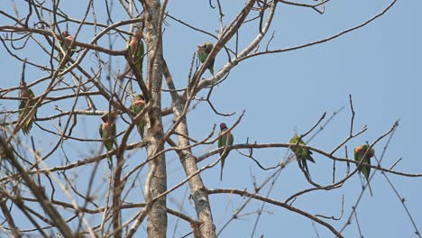 Red-breasted-Parakeet,-Psittacula-alexandri,-flock-perched-on-bare-branches-one-summer-day,-Huai-Kha-Khaeng-Wildlife-Sanctuary