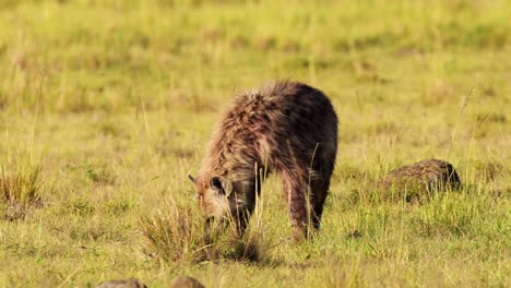 Toma-En-Cámara-Lenta-De-Hienas-Carroñeando,-Carroñeros-En-La-Sabana-Buscando-Y-Olfateando-A-Través-De-Pastizales,-Vida-Silvestre-Africana-En-La-Reserva-Nacional-Masai-Mara,-Kenia,-Animales-De-Safari-Africanos