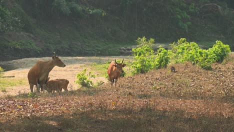 Un-Toro-Trepando-Por-La-Orilla-Del-Lecho-Seco-Del-Río-Con-Otros-Individuos-Durante-Una-Calurosa-Tarde-De-Verano,-Tembadau-O-Banteng-Bos-Javanicus,-Tailandia