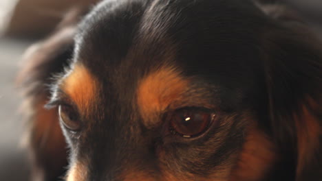 close up of dachshund sausage dog eyes