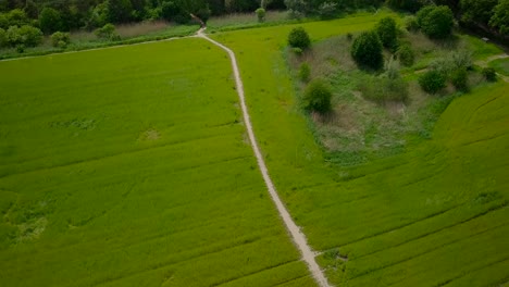 aerial drone view of the beautiful pathway in the middle of the grass fields in the netherlands