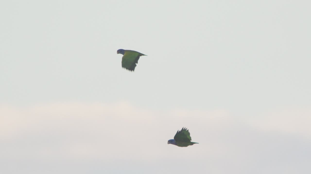 A vibrant pair of Blue headed Parrots glides through the sky over Peru’s endless Amazon rainforest in slow motion