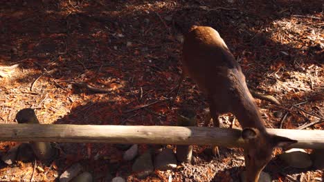 Nara-Deer,-Polite-Doe-Bows-For-Tourist