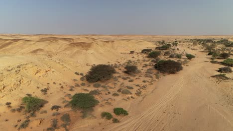 drone flies over arid desert landscape with sparse green acacia trees and scrubland near laayoune, morocco, nature, environment, wilderness, africa. aerial drone